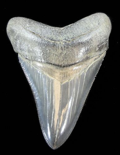 Serrated, Megalodon Tooth - Glossy Enamel #38740